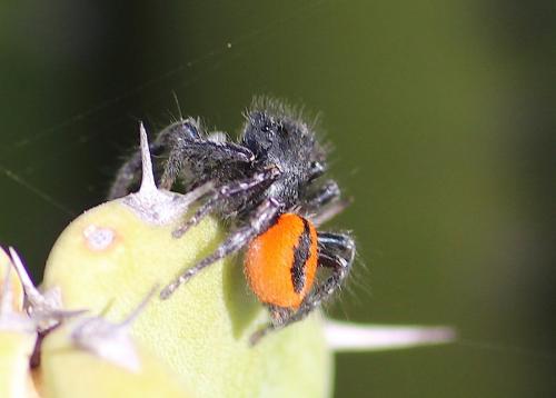Philaeus chrysops